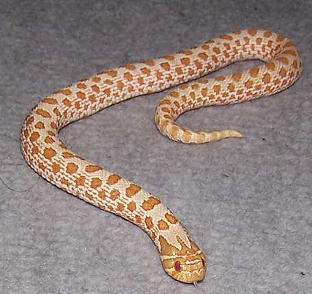 albinoboas.com