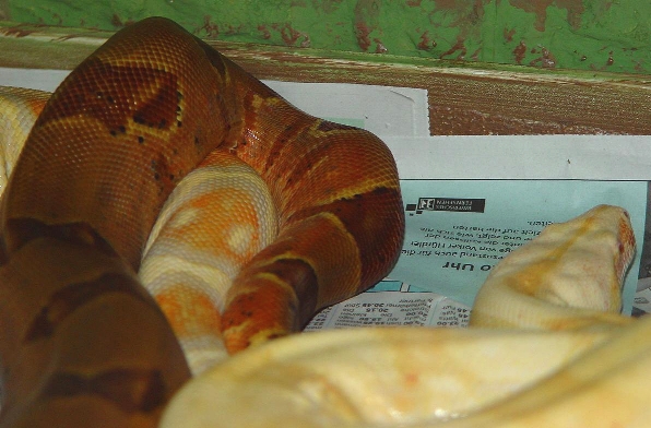 albinoboas.com