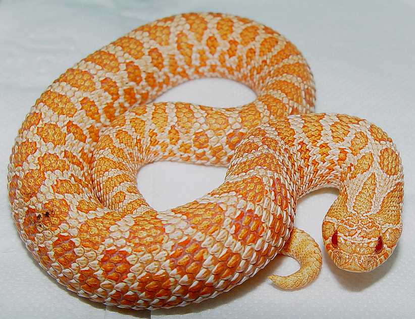 albinoboas.com