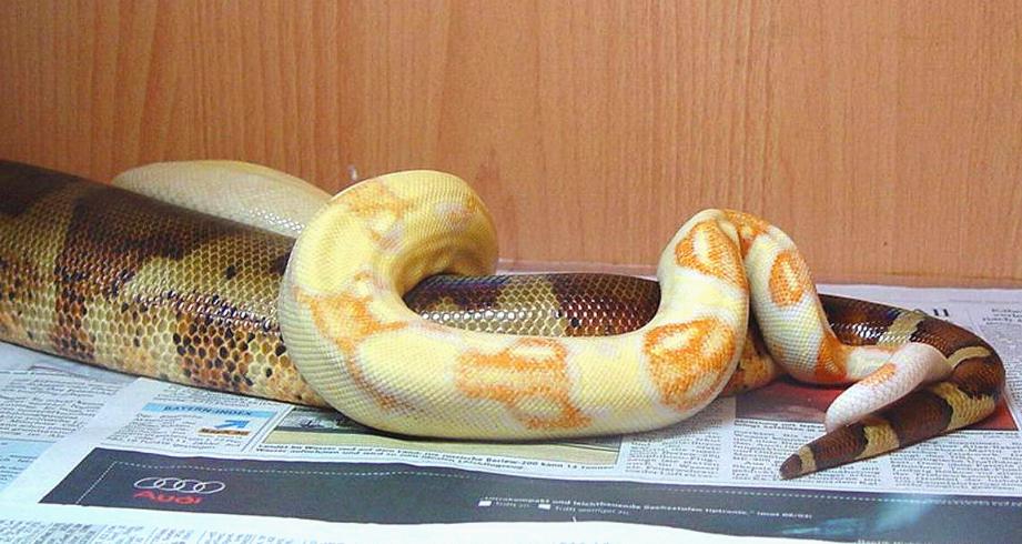 http://www.albinoboas.com