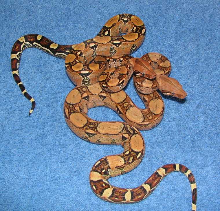 albinoboas.com