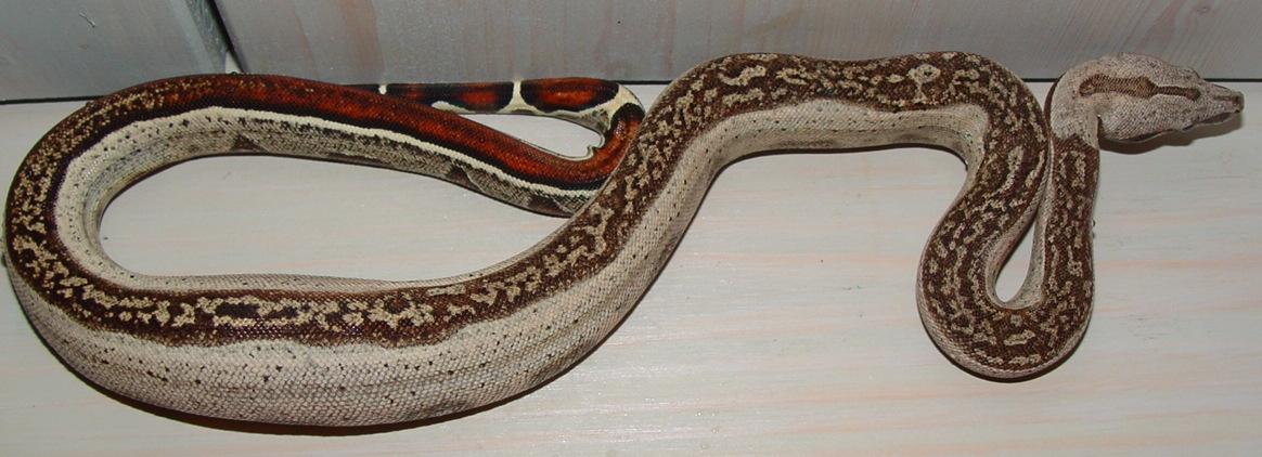 http://www.albinoboas.com