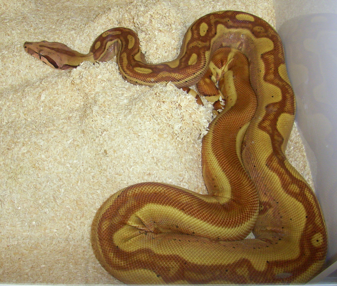 HOME OF THE SQUARETAILS