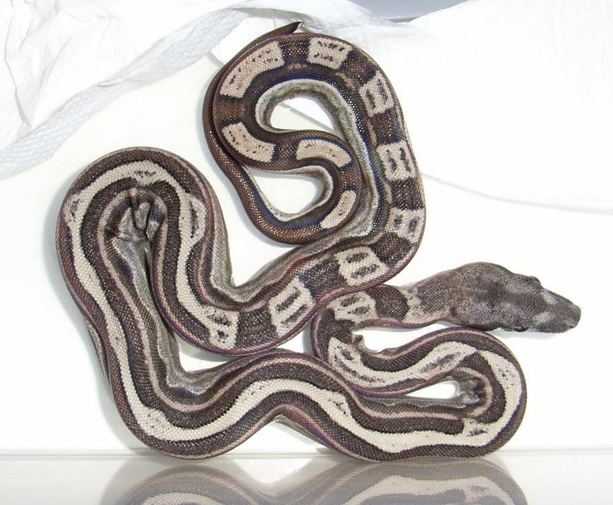 Home of the Squaretails !