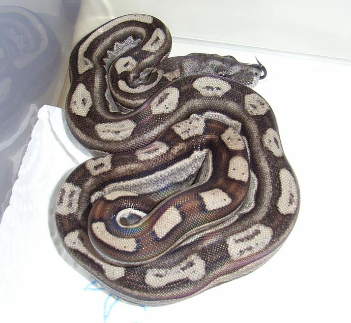 Home of the Squaretails !