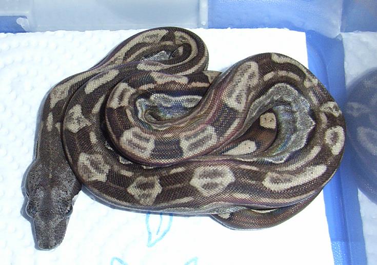 Home of the Squaretails !