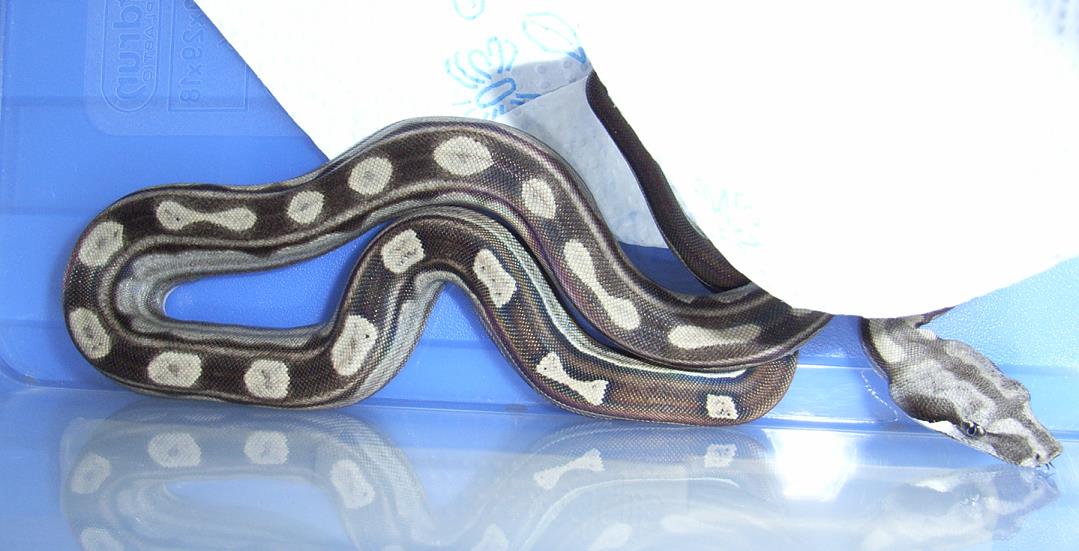 Home of the Squaretails !