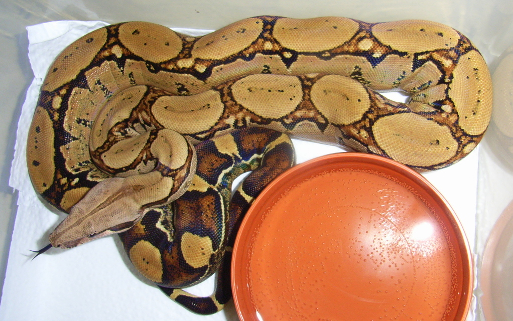 HOME OF THE SQUARETAILS